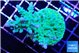 Acropora green & blue tip 5-7 cm WYSIWYG acclimaté