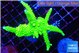Acropora full neon green 7-12 cm WYSIWYG acclimaté