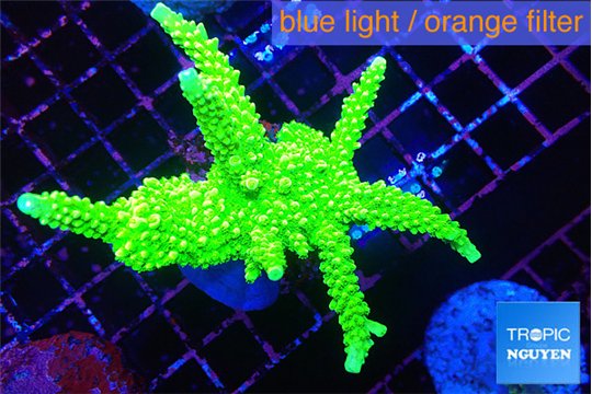 Acropora full neon green 7-12 cm WYSIWYG acclimaté