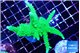 Acropora full neon green 7-12 cm WYSIWYG acclimaté