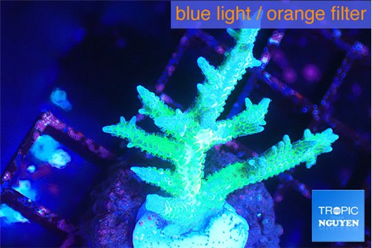 Seriatopora hystrix golden 3-4 cm WYSIWYG acclimaté