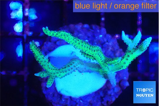 Seriatopora hystrix golden 3-4 cm WYSIWYG acclimaté