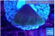 Montipora purple cap 2-3 cm WYSIWYG acclimaté
