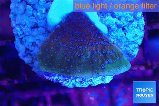 Montipora purple cap 2-3 cm WYSIWYG acclimaté