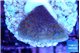 Montipora purple cap 2-3 cm WYSIWYG acclimaté