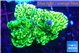 Montipora green 2-4 cm WYSIWYG acclimaté