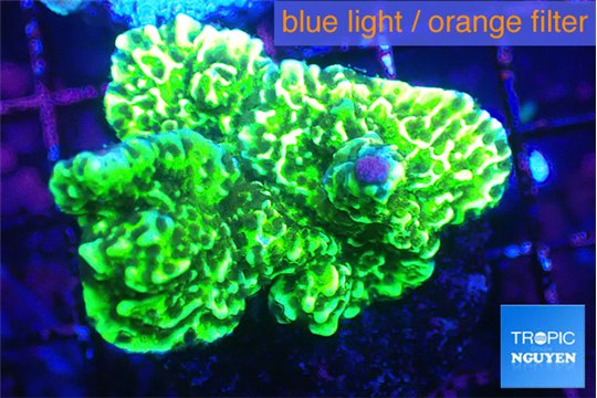 Montipora green 2-4 cm WYSIWYG acclimaté