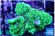 Montipora green 2-4 cm WYSIWYG acclimaté