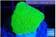 Montipora green cap 2-3 cm WYSIWYG acclimaté