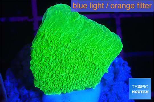 Montipora green cap 2-3 cm WYSIWYG acclimaté