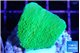 Montipora green cap 2-3 cm WYSIWYG acclimaté