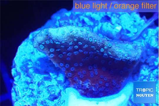 Montipora purple cap 2-3 cm WYSIWYG acclimaté