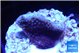Montipora purple cap 2-3 cm WYSIWYG acclimaté