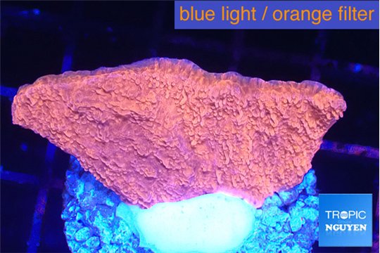 Montipora red cap 2-4 cm WYSIWYG acclimaté