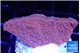 Montipora red cap 2-4 cm WYSIWYG acclimaté