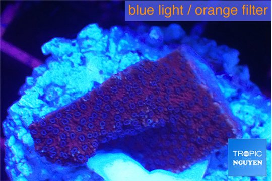 Montipora purple cap 2-3 cm WYSIWYG acclimaté