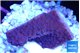 Montipora purple cap 2-3 cm WYSIWYG acclimaté