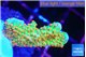 Montipora red fire forest 2-3 cm WYSIWYG acclimaté