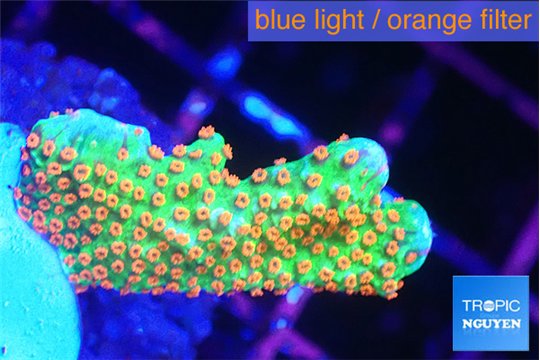 Montipora red fire forest 2-3 cm WYSIWYG acclimaté