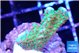 Montipora red fire forest 2-3 cm WYSIWYG acclimaté