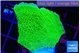 Montipora green cap 2-3 cm WYSIWYG acclimaté