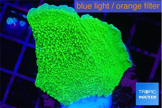 Montipora green cap 2-3 cm WYSIWYG acclimaté