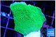 Montipora green cap 2-3 cm WYSIWYG acclimaté