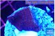 Montipora purple cap 2-3 cm WYSIWYG acclimaté