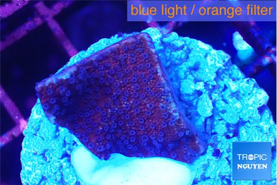 Montipora purple cap 2-3 cm WYSIWYG acclimaté