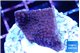 Montipora purple cap 2-3 cm WYSIWYG acclimaté