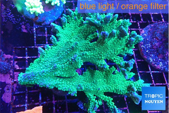 Montipora green & purple polyps (mother colony) 12-15 cm WYSIWYG acclimaté