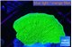 Montipora green cap 2-3 cm WYSIWYG acclimaté