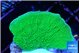 Montipora green cap 2-3 cm WYSIWYG acclimaté