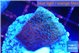 Montipora purple cap 2-3 cm WYSIWYG acclimaté