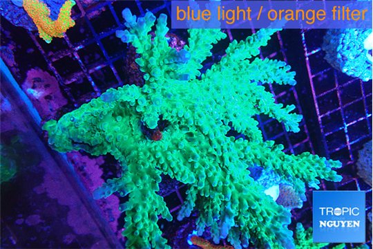 Acropora green ice 12-16 cm WYSIWYG acclimaté