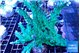 Acropora green ice 12-16 cm WYSIWYG acclimaté