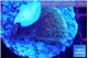 Montipora purple cap 2-3 cm WYSIWYG acclimaté