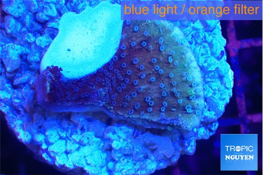 Montipora purple cap 2-3 cm WYSIWYG acclimaté