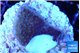 Montipora purple cap 2-3 cm WYSIWYG acclimaté