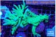 Acropora green ice 8-13 cm WYSIWYG acclimaté