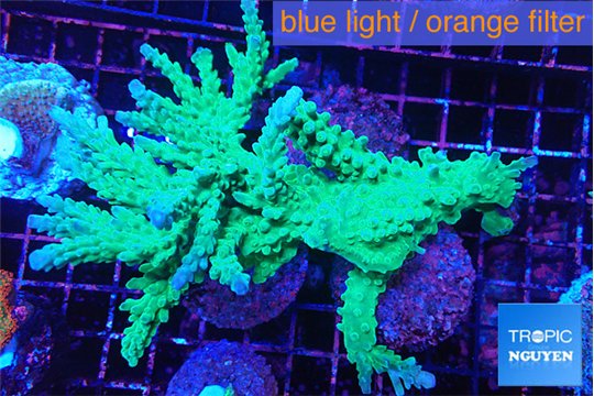 Acropora green ice 8-13 cm WYSIWYG acclimaté