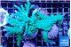 Acropora green ice 8-13 cm WYSIWYG acclimaté