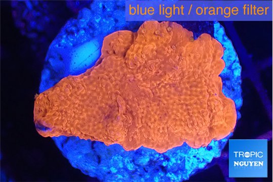 Montipora red 2-4 cm WYSIWYG acclimaté