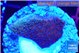 Montipora purple cap 2-3 cm WYSIWYG acclimaté