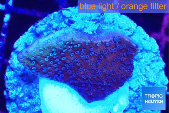 Montipora purple cap 2-3 cm WYSIWYG acclimaté