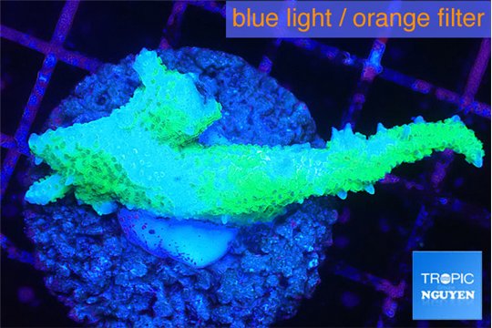 Seriatopora hystrix golden 3-5 cm WYSIWYG acclimaté
