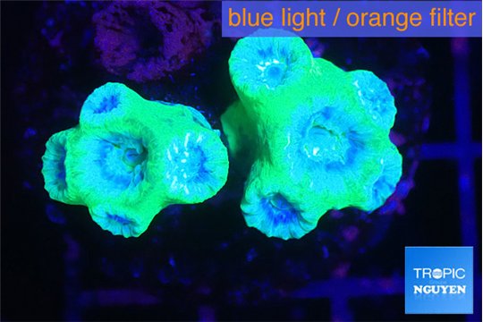 Duncanopsammia green 8-10 polyps WYSIWYG acclimaté