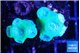 Duncanopsammia green 8-10 polyps WYSIWYG acclimaté