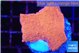 Montipora red cap 2-3 cm WYSIWYG acclimaté
