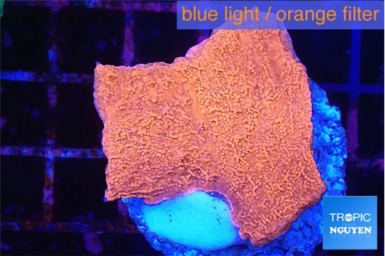 Montipora red cap 2-3 cm WYSIWYG acclimaté